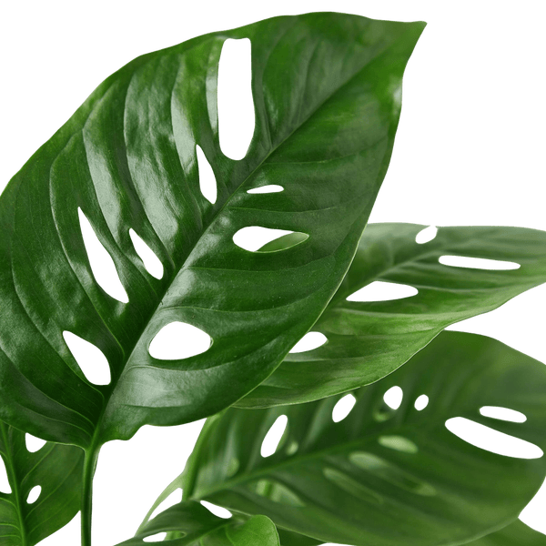 Monstera Adansonii Swiss Cheese | Easy Care Vining Plant | House Plant Shop