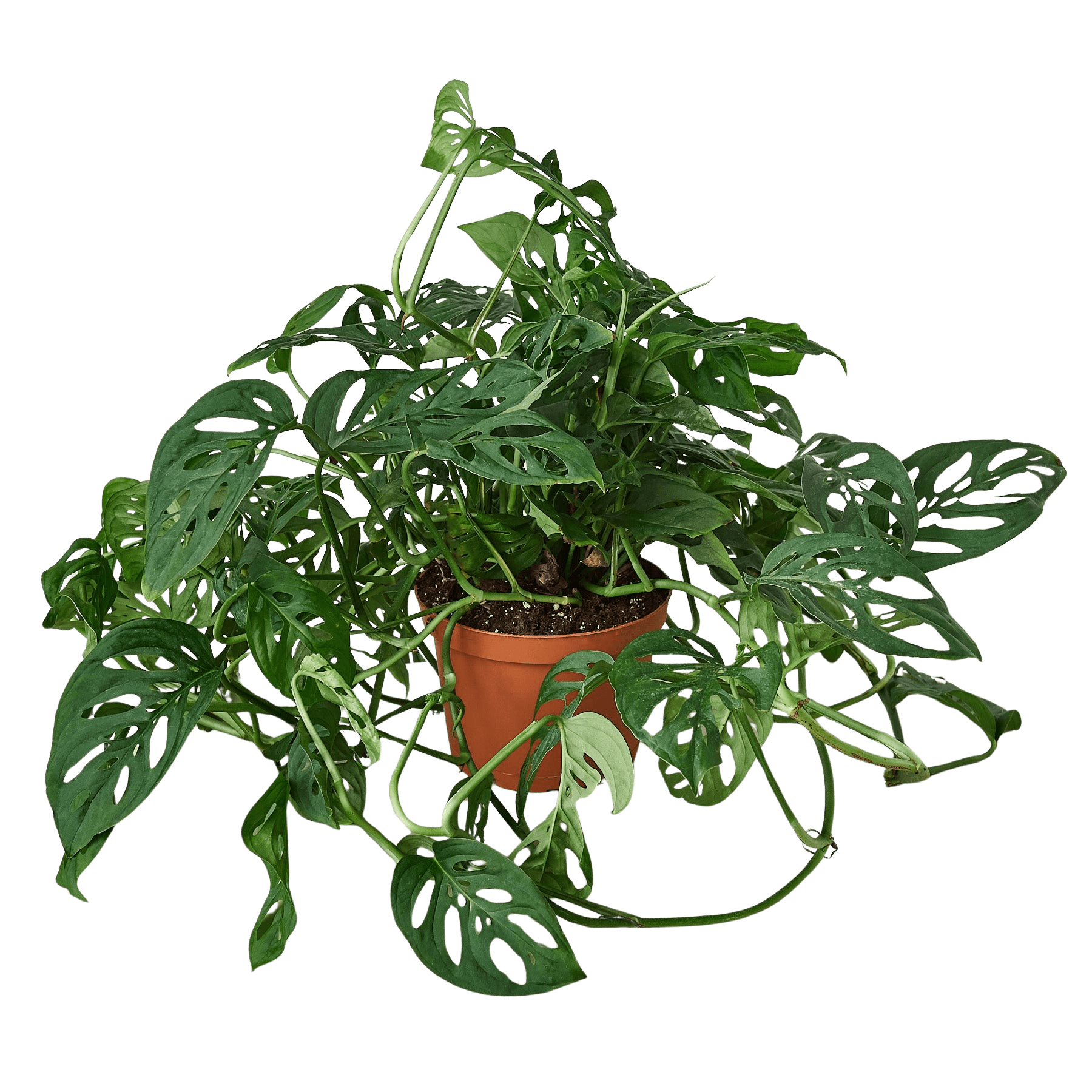 Monstera Adansonii Swiss Cheese | Easy Care Vining Plant | House Plant Shop