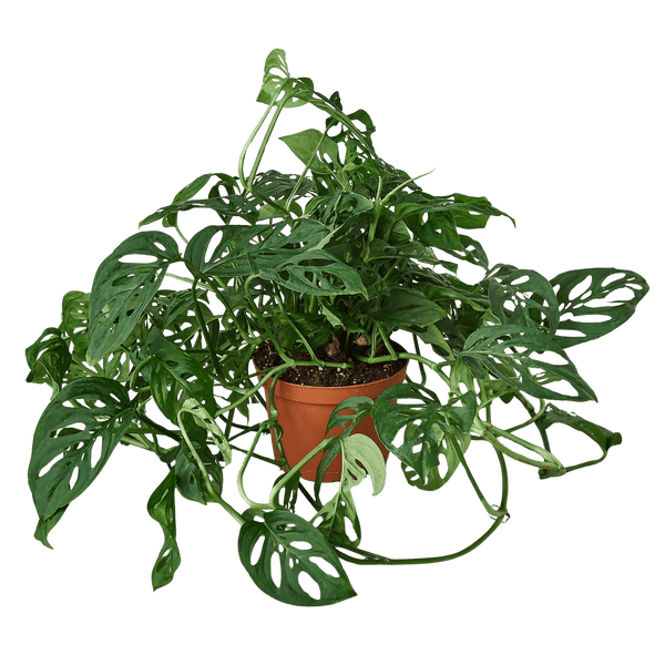 Monstera Adansonii Swiss Cheese | Easy Care Vining Plant | House Plant Shop