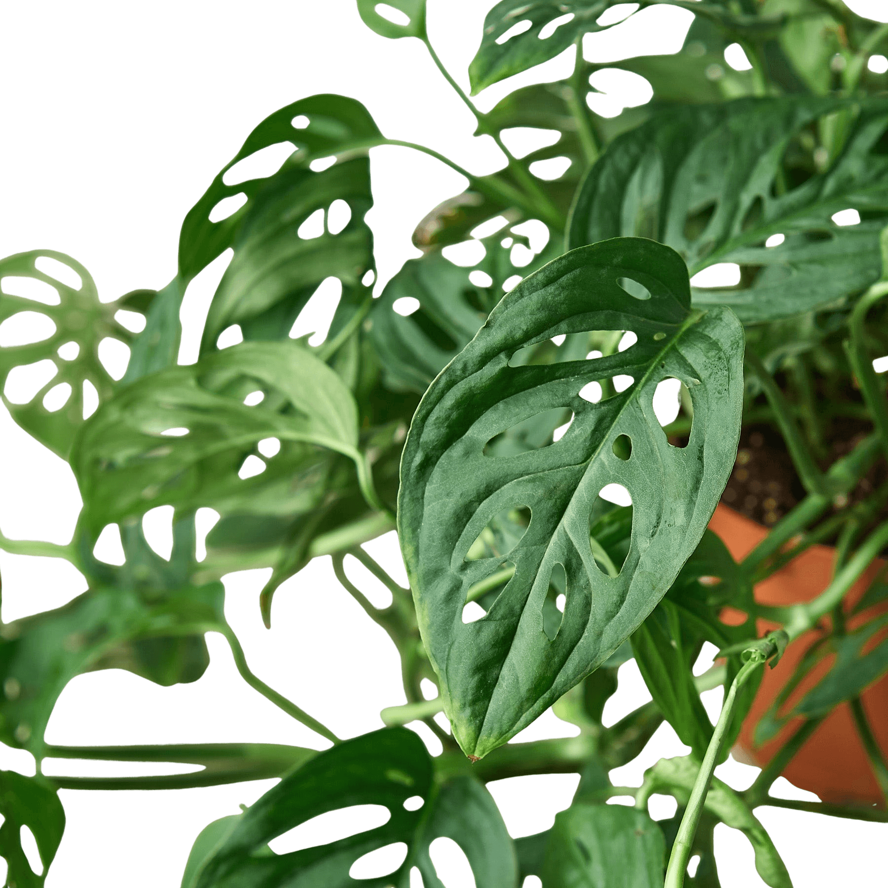 Monstera Adansonii Swiss Cheese | Easy Care Vining Plant | House Plant Shop