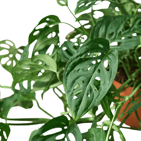 Monstera Adansonii Swiss Cheese | Easy Care Vining Plant | House Plant Shop