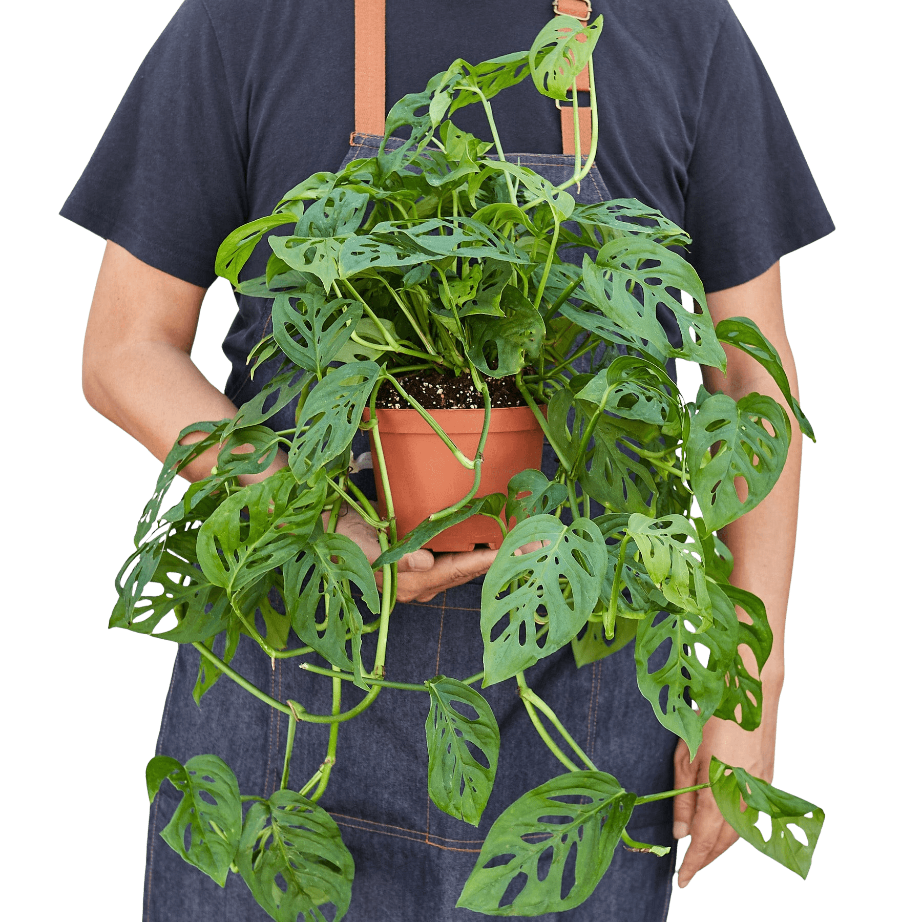 Monstera Adansonii Swiss Cheese | Easy Care Vining Plant | House Plant Shop