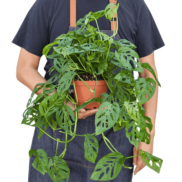 Monstera Adansonii Swiss Cheese | Easy Care Vining Plant | House Plant Shop