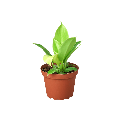 Philodendron 'Moonlight'