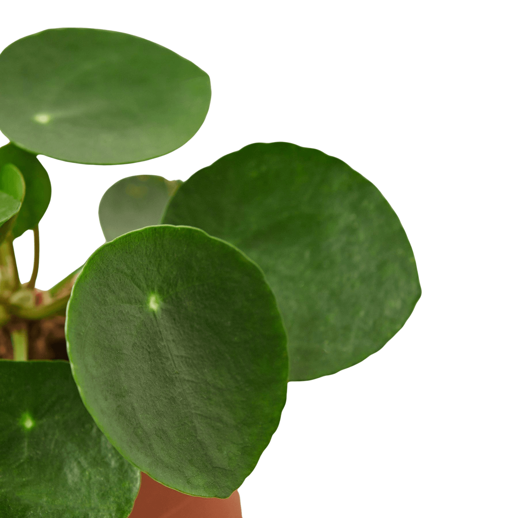 Pilea Peperomioides Chinese Money Plant | Easy Care Coin-Shaped Leaves | House Plant Shop