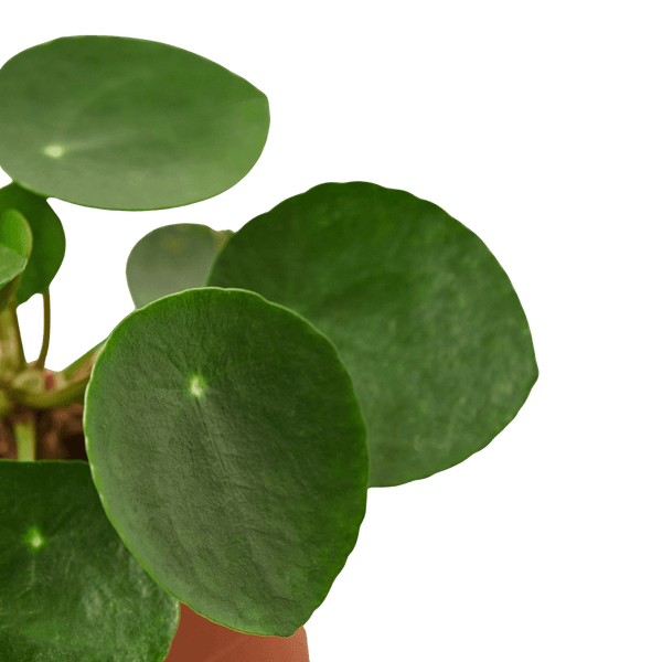 Pilea Peperomioides Chinese Money Plant | Easy Care Coin-Shaped Leaves | House Plant Shop