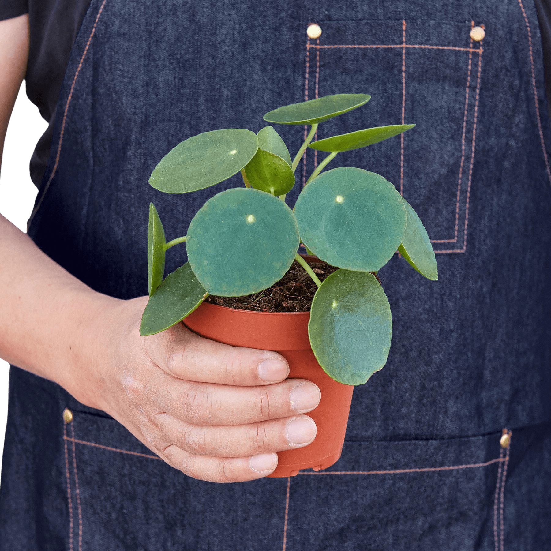 Pilea Peperomioides Chinese Money Plant | Easy Care Coin-Shaped Leaves | House Plant Shop