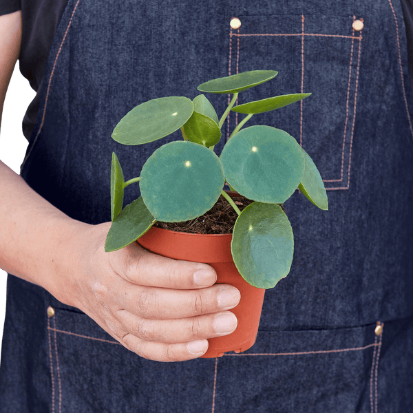 Pilea Peperomioides Chinese Money Plant | Easy Care Coin-Shaped Leaves | House Plant Shop
