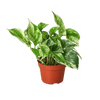 Pothos 'Marble Queen'