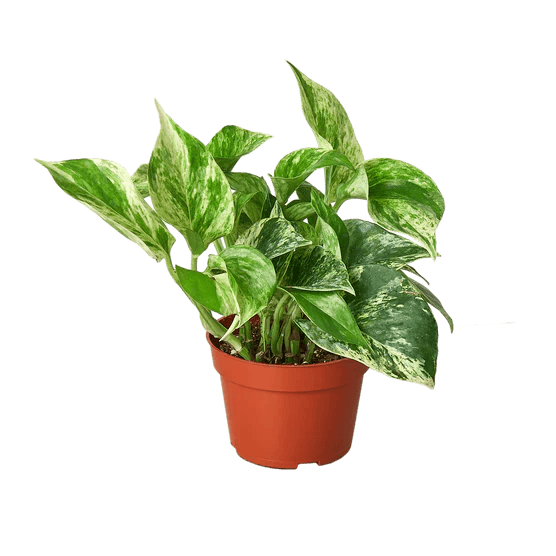 Pothos 'Marble Queen' - Gifts for You 'n Me