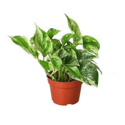 Pothos 'Marble Queen'