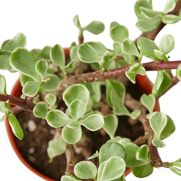Succulent 'Rainbow Elephant Bush' - Gifts for You 'n Me