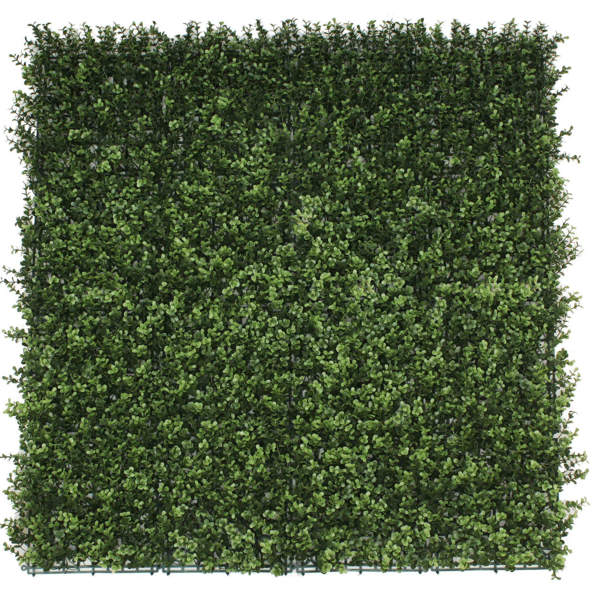 Sample Panel – Natural Boxwood Green Wall (Small Sample)