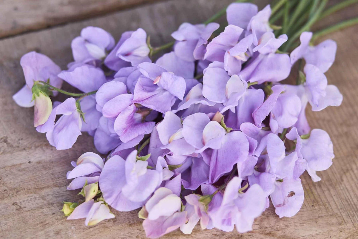 Royal Lavender Sweet Pea Seeds | Fragrant Purple Blooms | Climbing Vine | Attracts Pollinators | 80 Days |
