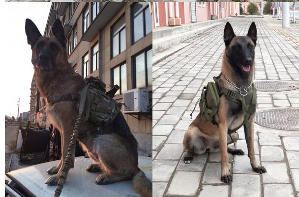Tactical Dog Vest Kit for Ultimate Fashion and Control