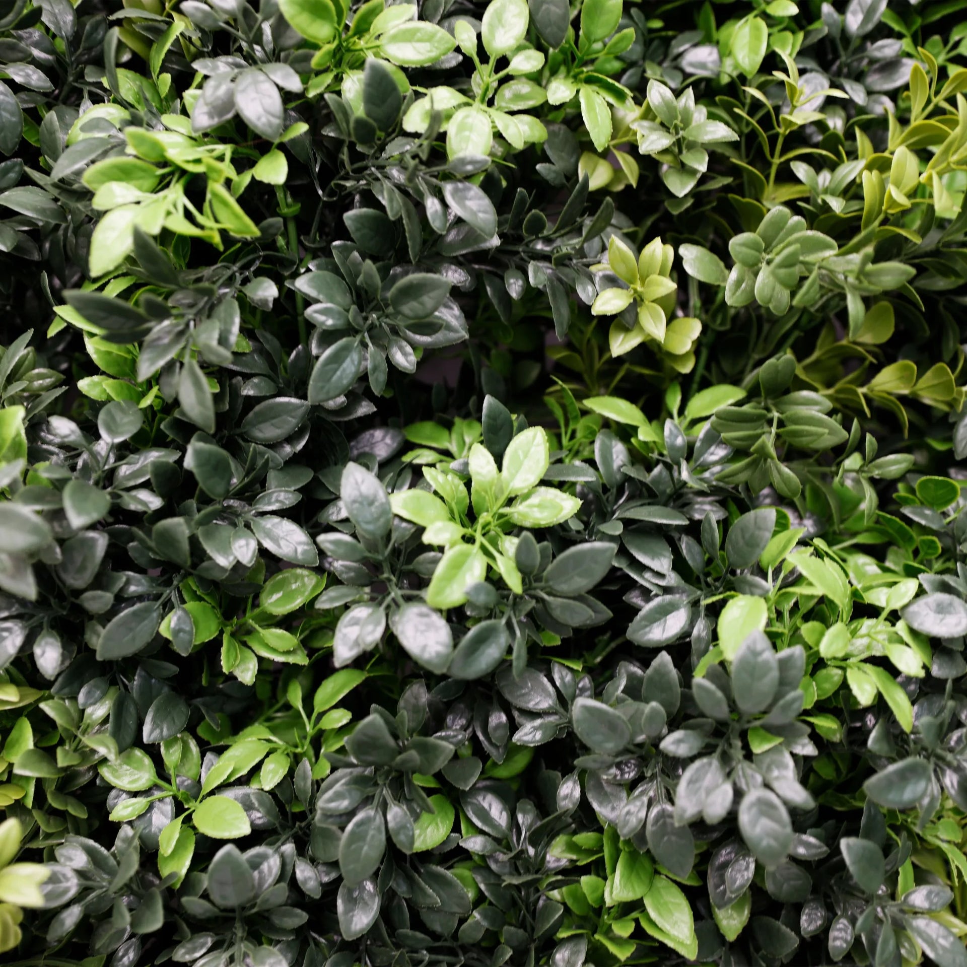 Dark Green Dense Boxwood Artificial Vertical Garden Green Wall Panel 40×40in 11 SQ FT – NFPA701 Fire Rated – Metal Backed – UV Resistant – Commercial Grade