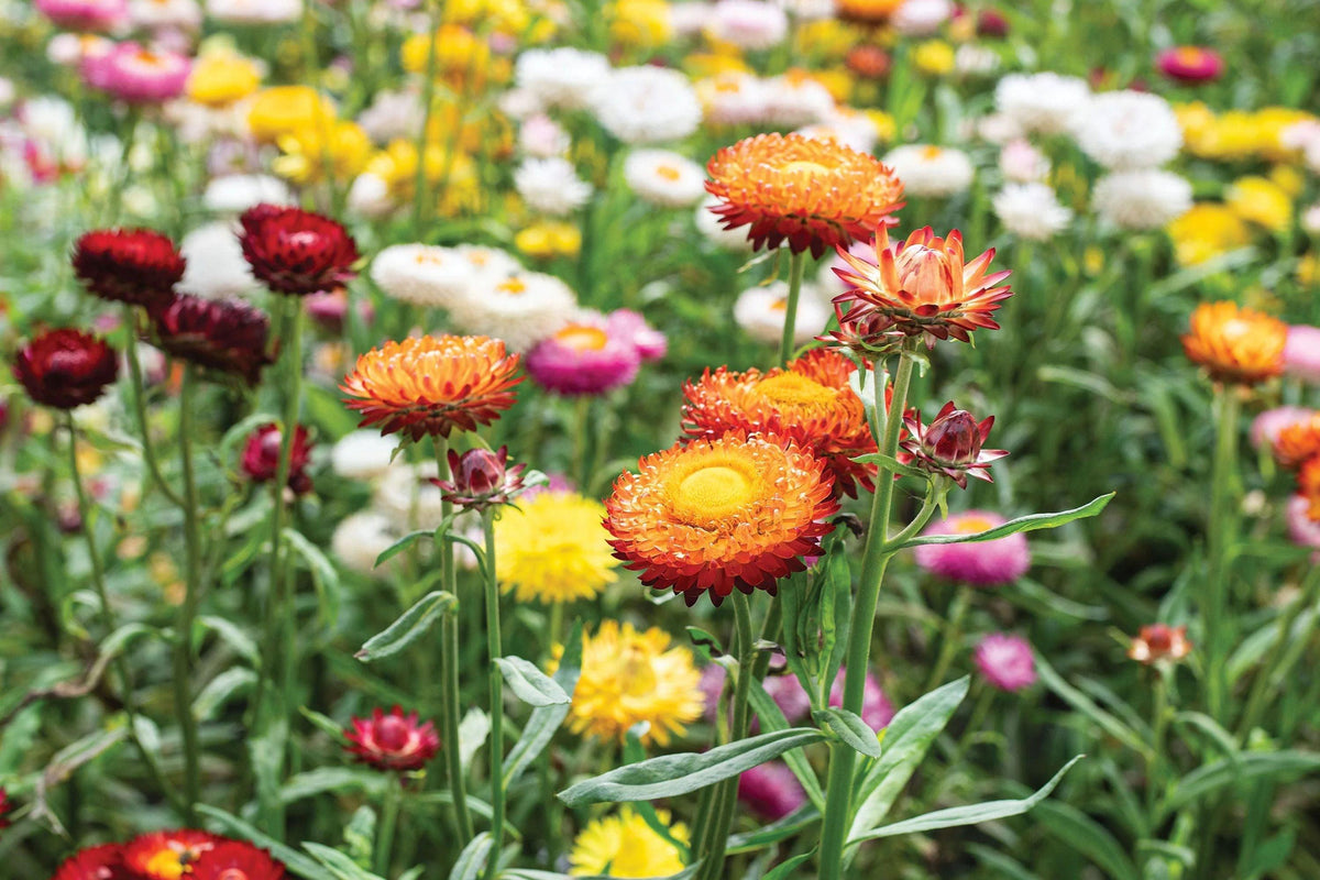 Swiss Giant Mix Strawflower Seeds | Vibrant Colors | Everlasting Blooms | Cut & Dried Flowers | Heat Tolerant |