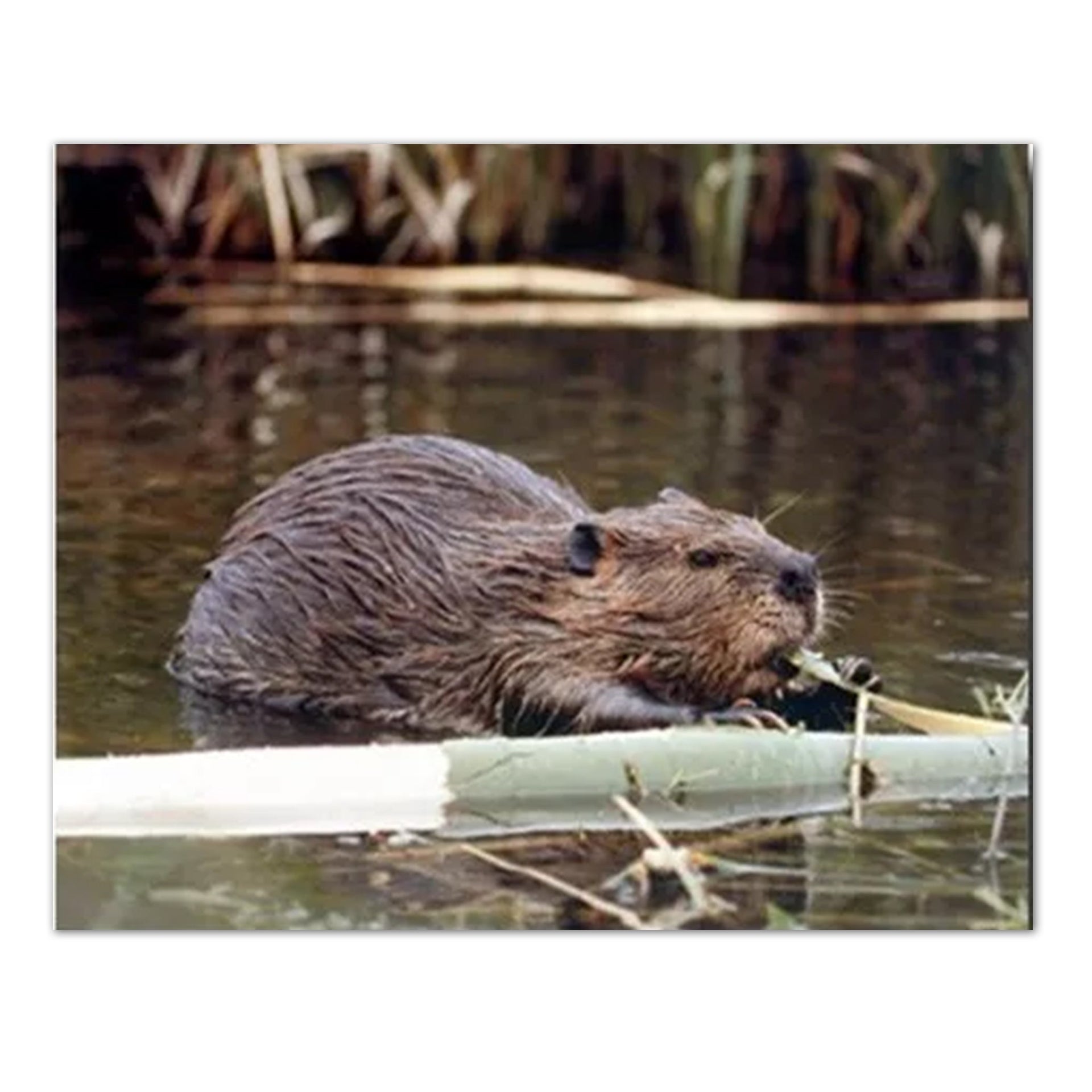 Log Cabin Wall Art – Beaver Lake Tree Cabin Print 16x20 Rustic Decor