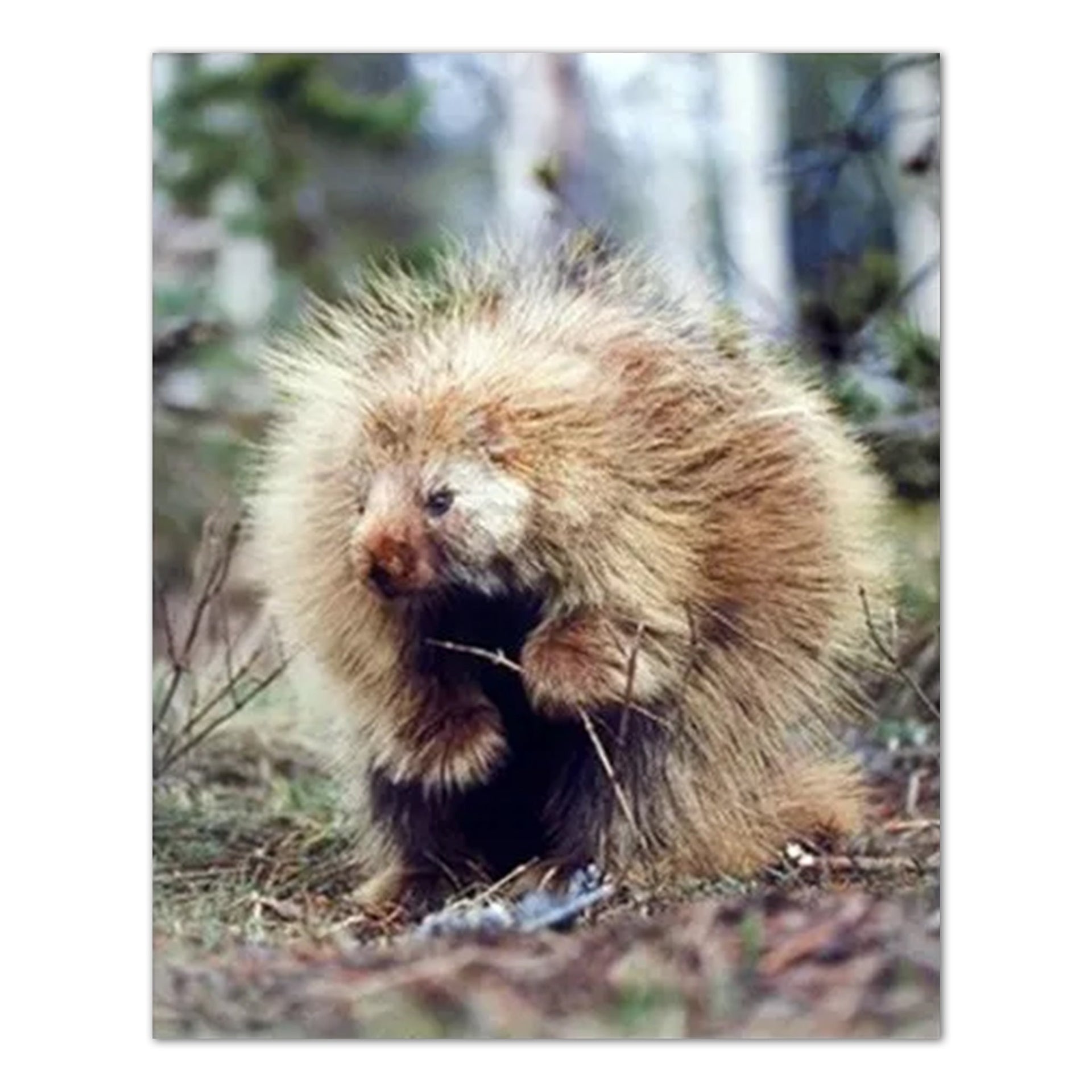 Kids Wall Art Print – Porcupine Cabin Lodge Woodland Animal Artwork 16x20 Inches