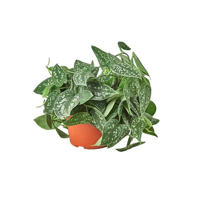 Pothos 'Satin' - Gifts for You 'n Me