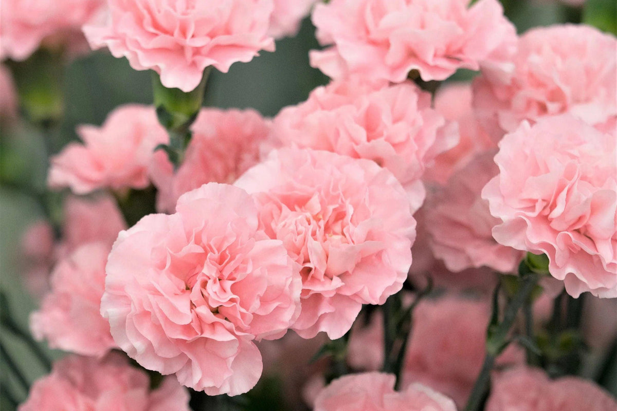 La France Carnation Seeds | Shell Pink Blooms | Fragrant & Double Flowers | Attracts Pollinators | 135 Days |