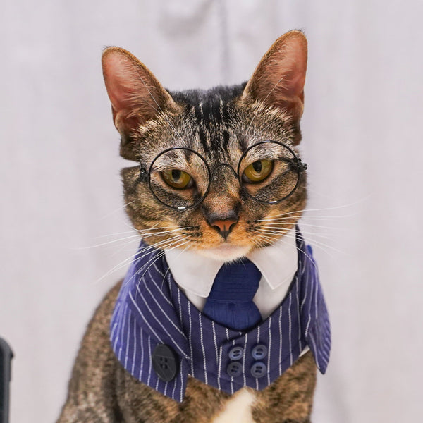 Queensway | Pet Bib Momoji Canada