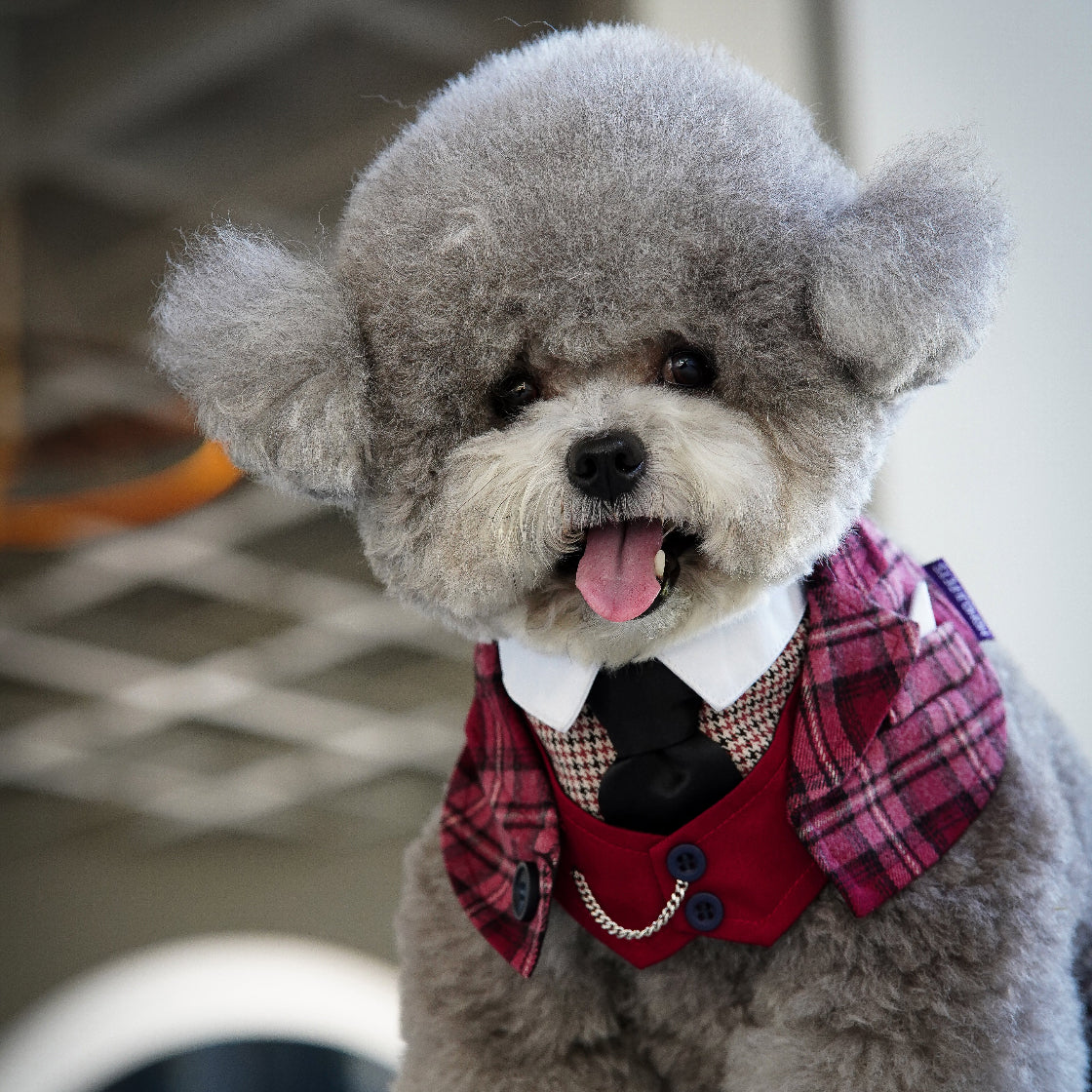 Phillip | Pet Bib Momoji Canada