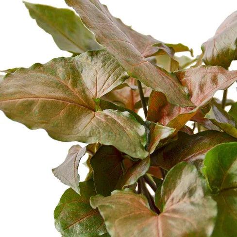 Syngonium Merry - Gifts for You 'n Me