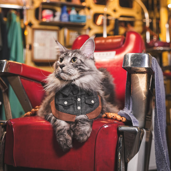 Cyclone (龍捲風) | Pet Bib Momoji Canada