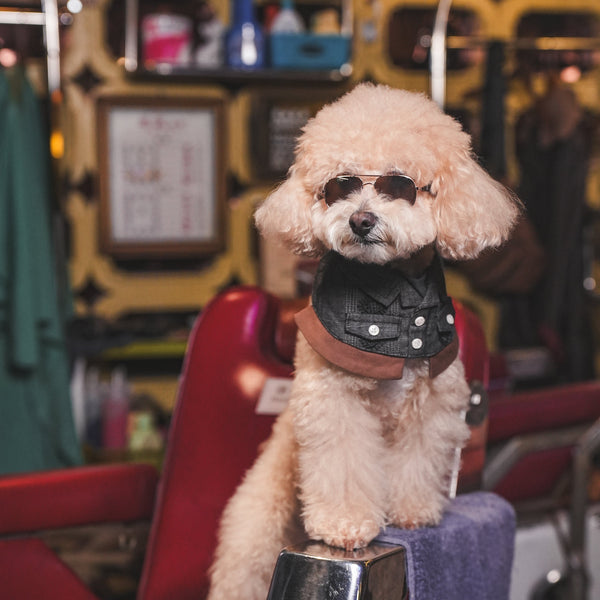 Cyclone (龍捲風) | Pet Bib Momoji Canada