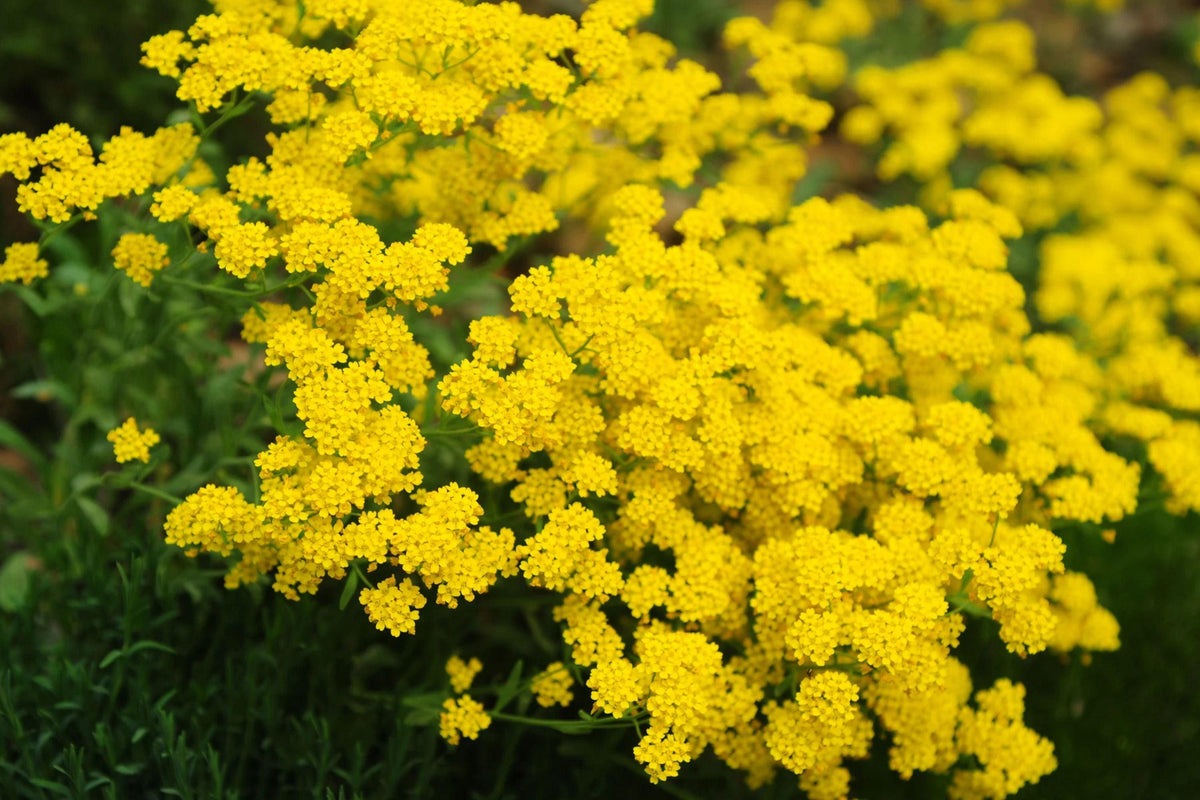 Basket Of Gold Alyssum Seeds, Aurinia saxatile, 8-12 Inches Tall, Golden Yellow Blooms, Groundcover, USDA Zones 3-9, Non-GMO