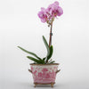 Pink Willow Basin With Bronze - Ormolu Collections