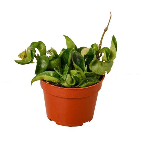 Hoya Rope Plant - Gifts for You 'n Me