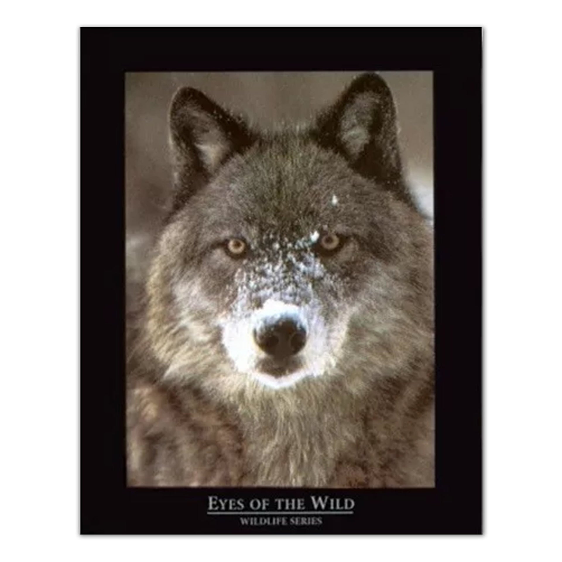 Wolf Art Print – Eye Of Wolf 16x20 Wildlife Artwork with Black Border