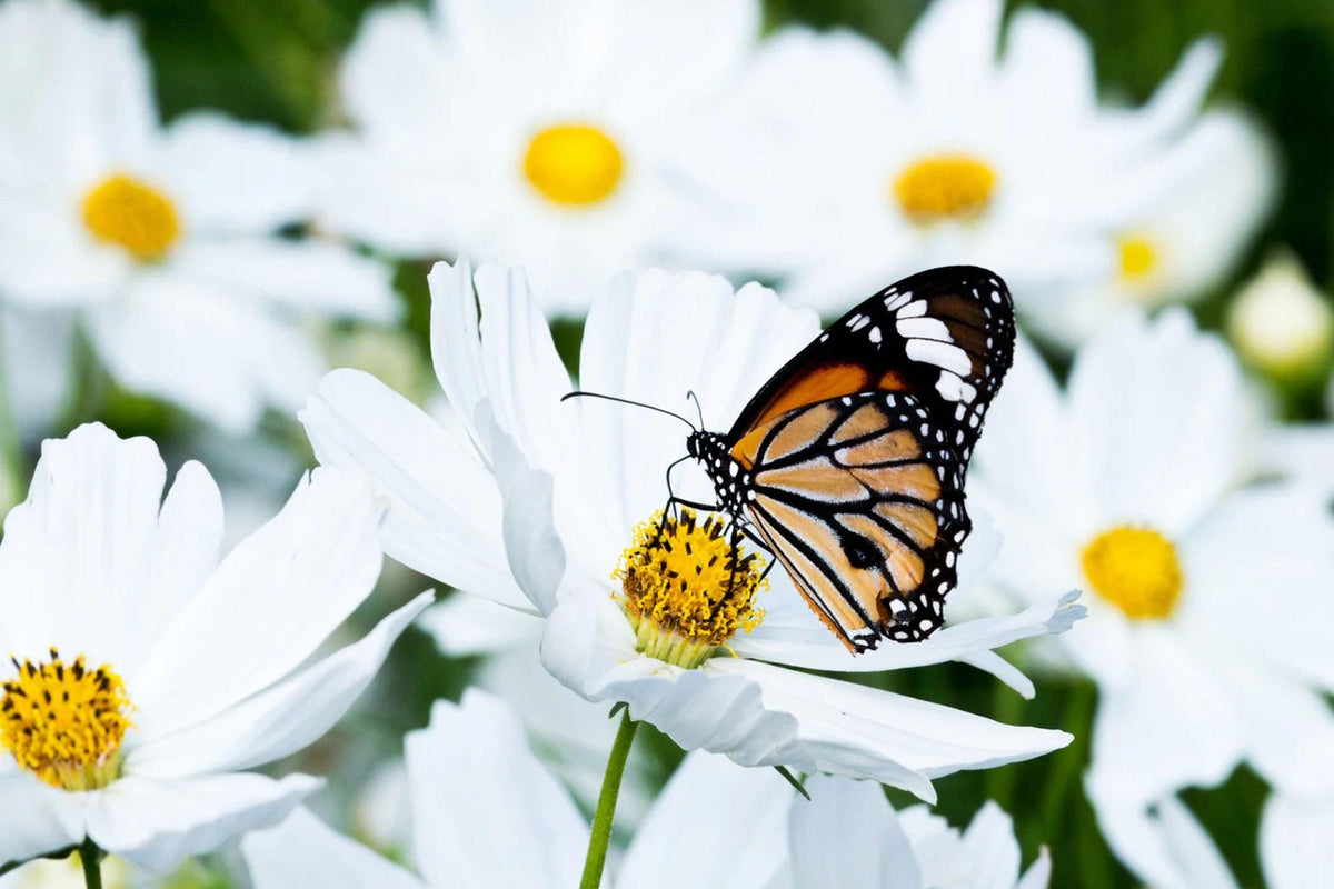 Purity Cosmos Seeds, Cosmos bipinnatus, 3-5 Feet Tall, Pure White Blooms, Fast Growing, USDA Zones 2-10, Non-GMO