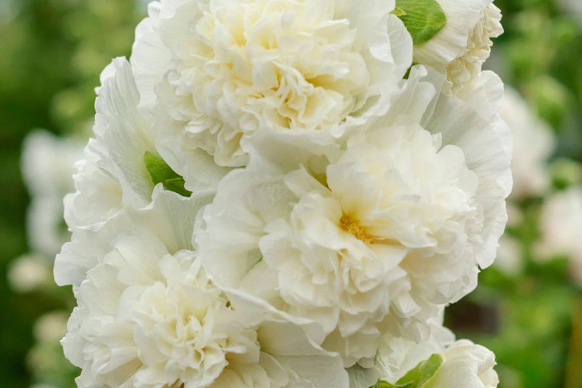 Chaters Double White Hollyhock Seeds, Alcea rosea, 4-6 Feet Tall, Fully Double White Blooms, Attracts Pollinators, USDA Zones 3-8, Non-GMO
