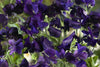 Royal Navy Blue Sweet Pea Seeds | Fragrant Purple/Blue Blooms | Attracts Pollinators | Non-GMO | - 10 Seeds