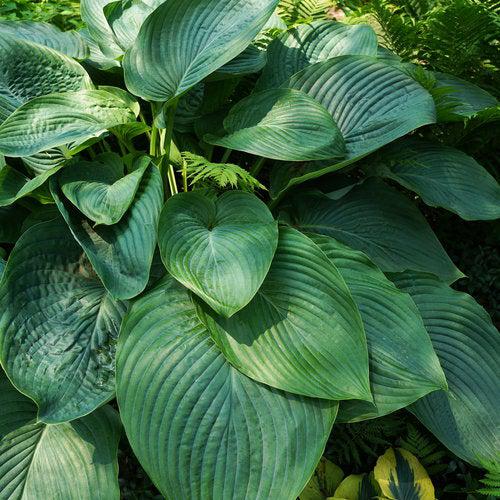 PW® Shadowland® Empress Wu Hosta