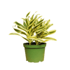 1 Mystery Plant Monthly Subscription Box