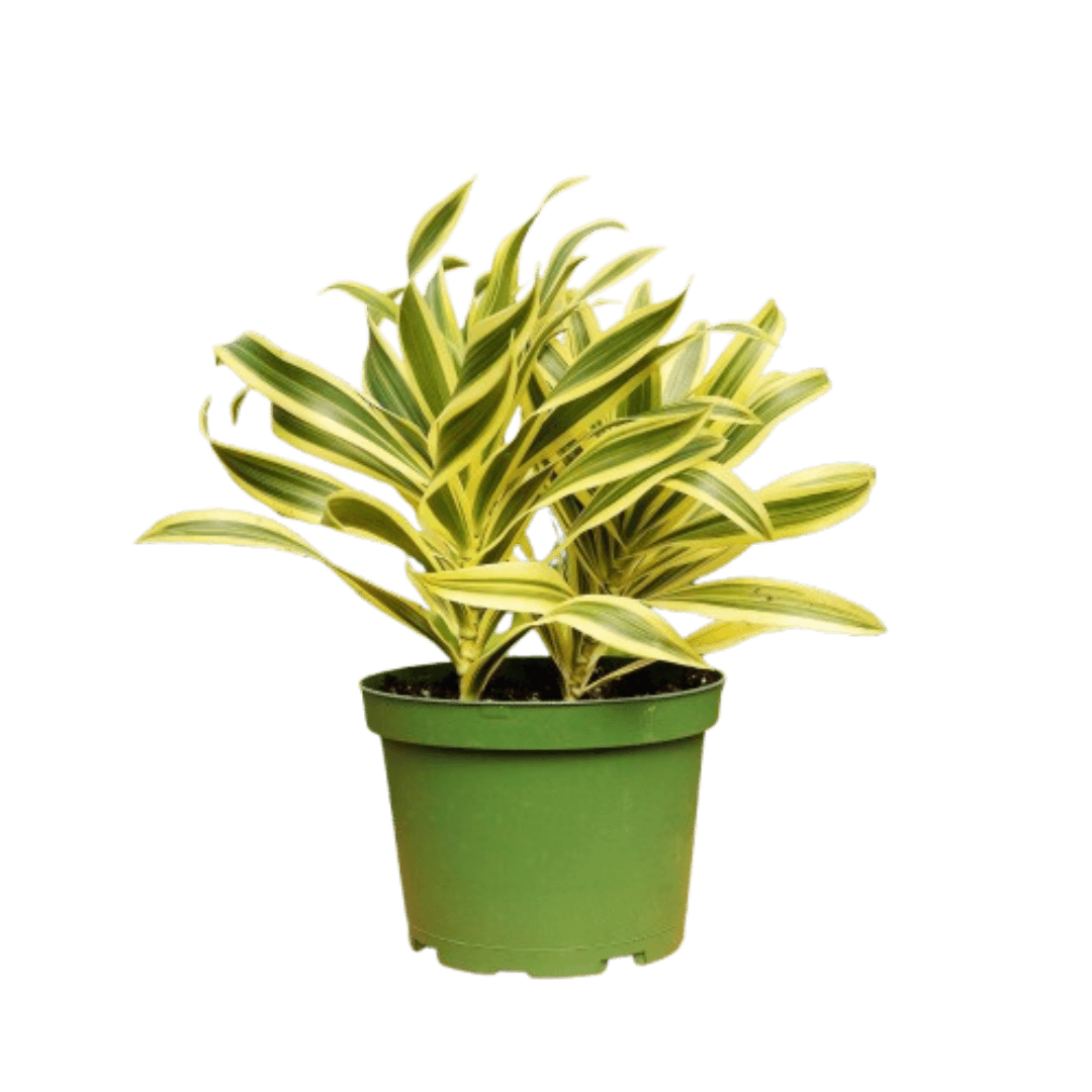 1 Mystery Plant Monthly Subscription Box