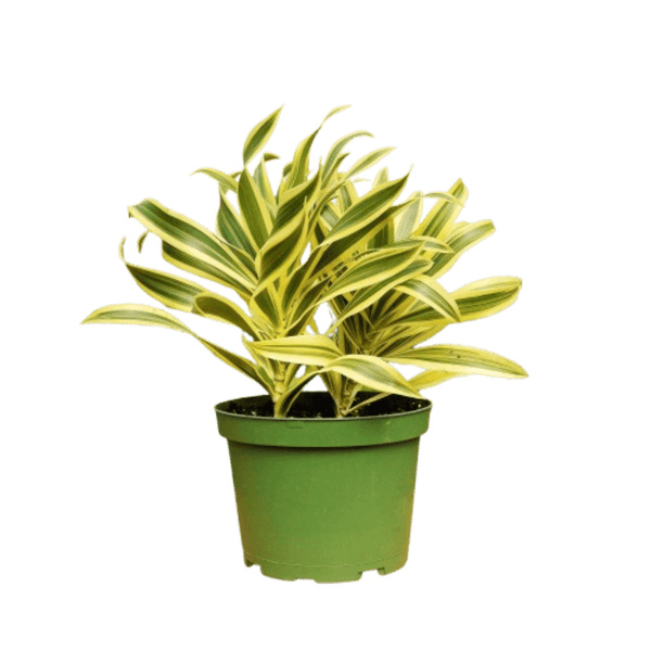 1 Mystery Plant Monthly Subscription Box