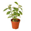 Pilea 'Aluminum'