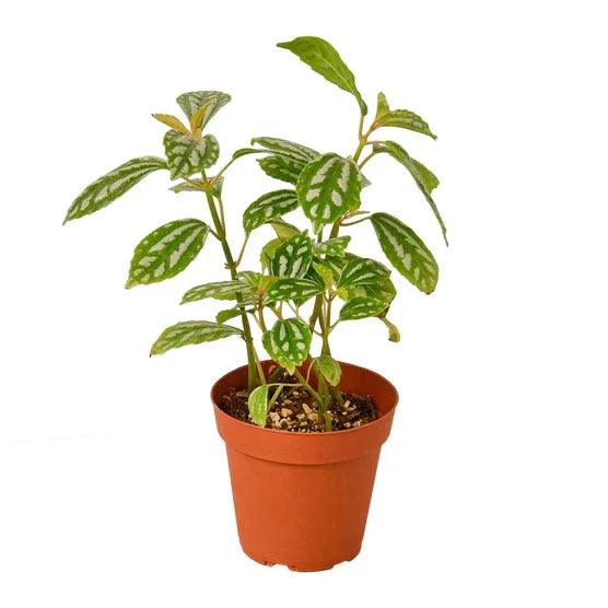 Pilea 'Aluminum' - Gifts for You 'n Me