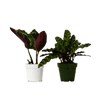 2 Calathea Plants Variety Pack in 4" Pots - 4" Pot