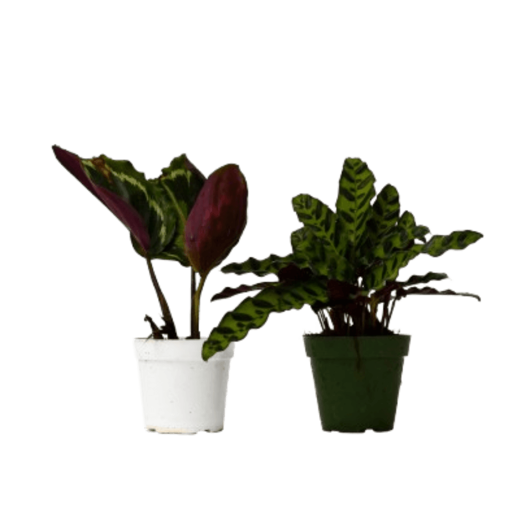 2 Calathea Plants Variety Pack in 4