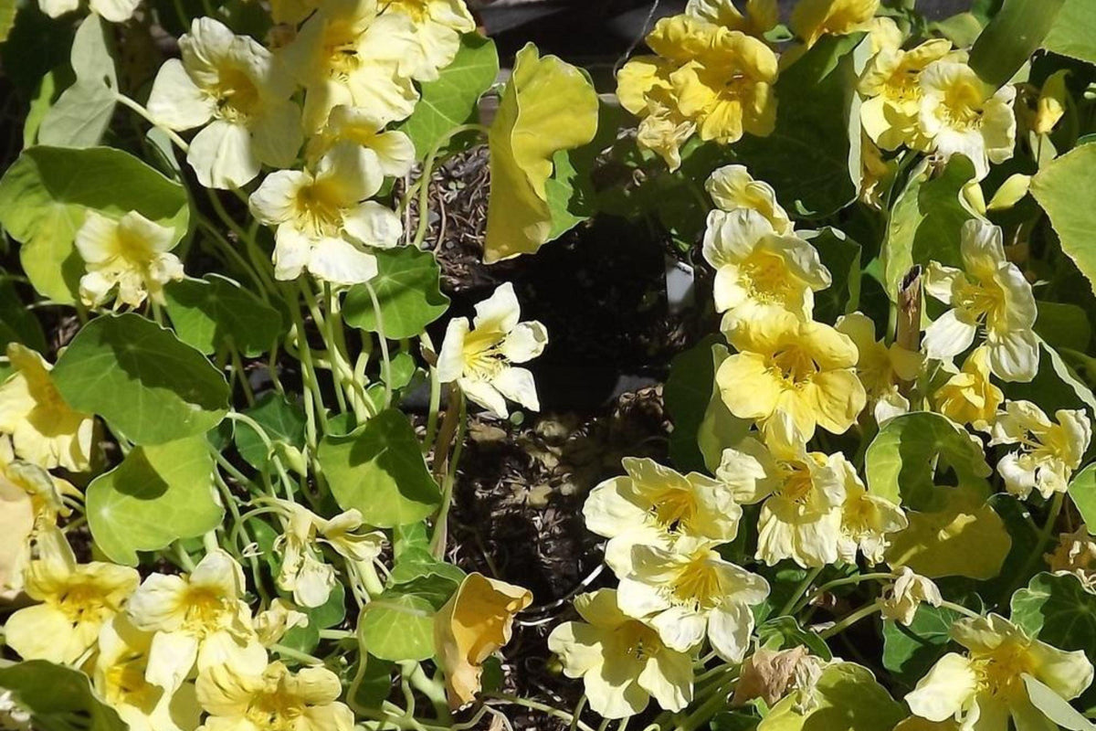 Moonlight Nasturtium Seeds | Creamy Yellow Blooms | Trailing Vines | Edible Flowers |  | Heirloom