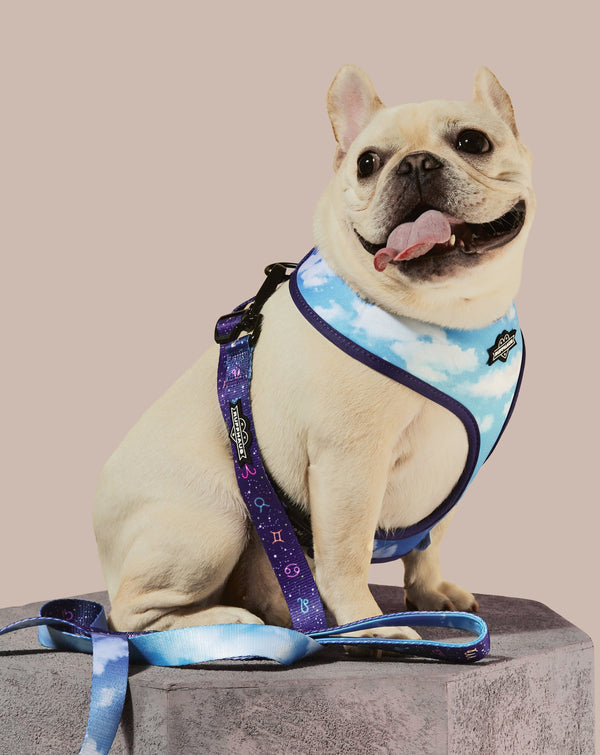 Zodiac Drip Dog Leash