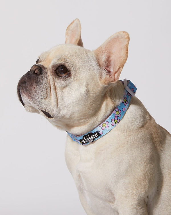 Smiling Sakura Dog Collar & Bowtie