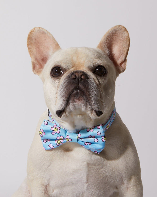 Smiling Sakura Dog Collar & Bowtie