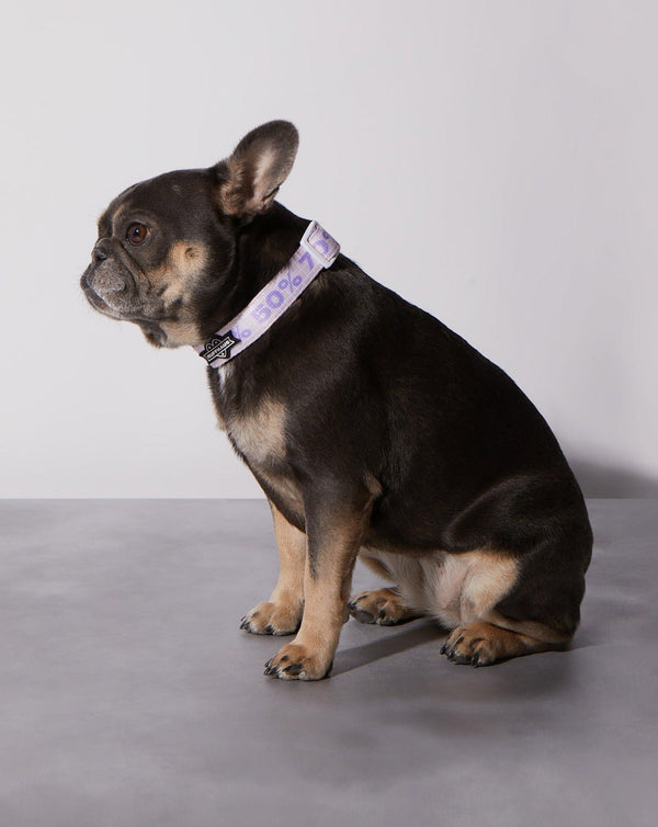 Taro Sugar Level Dog Collar
